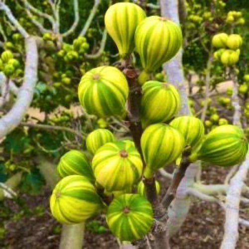 تين تايقر اخضر