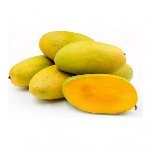 مانجو صديق حوالي متر مطعوم