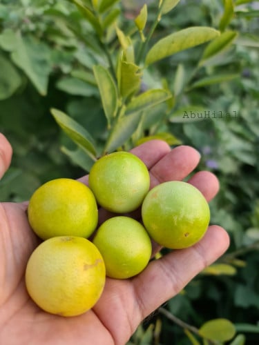 ليمون صيني ليموكوات عمر 18 شهر