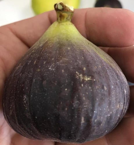 تين سوكورو بلاك