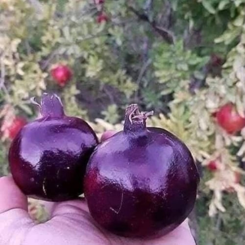 الرمان الأسود شتلات 40_50 سم