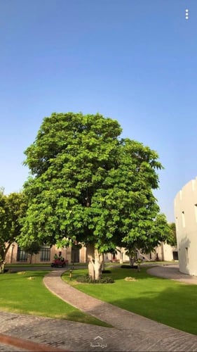 الستونيا شجرة المليون زهرة 80_120سم