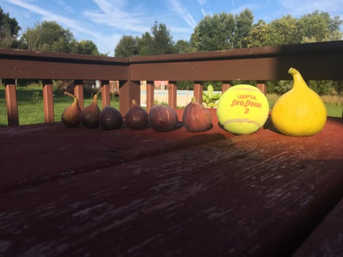 تين يلو لونق نك 20_50سم