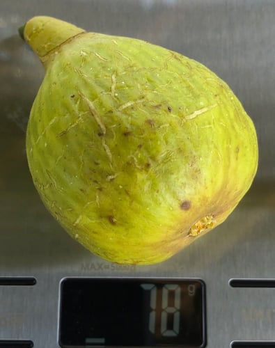 تين الزمرد والفراولة