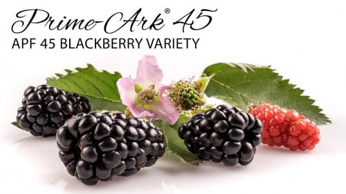 توت العليق الأسود بلاك بيري برايم آرك