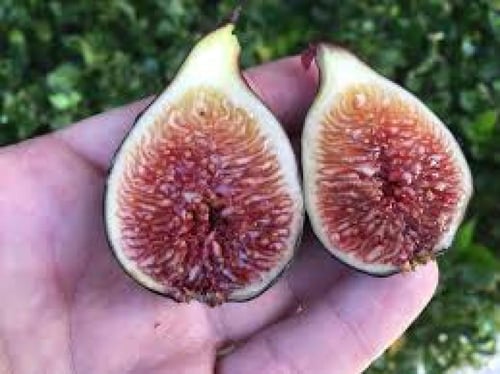 شتلات تين نوار دي كارومب