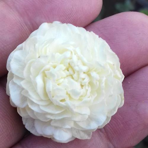 شتلات فل مكبس حوالي 40_70سم