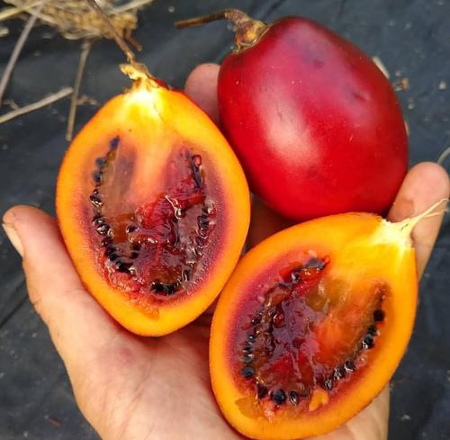 شتلات فاكهة تماريلو صغير يعرف ايضا باسم الطماطم ال...