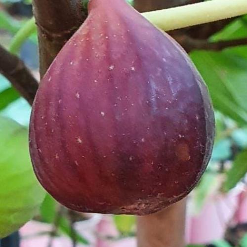 شتلات تين مشن تادرس 20_50سم