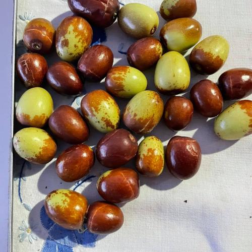 Local jujube seedlings about 40-60 cm