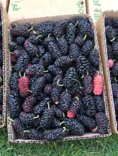 شتلات توت ايراني حجم 20_30 سم