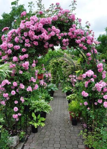 Climbing pink rose seedlings about 40-60 cm