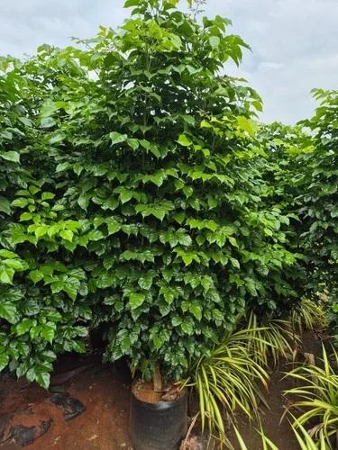 Chinese Emerald tree seedlings about 30-50 cm
