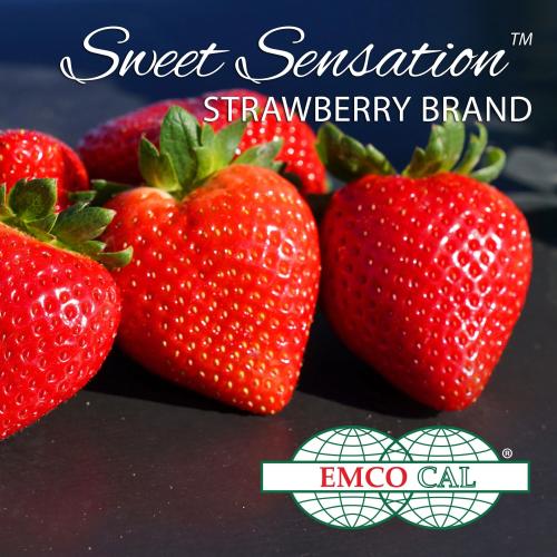 شتلات فراولة سنسيشن