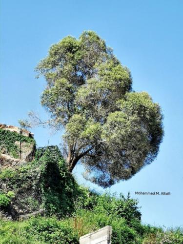 شتلات العتم الزيتون البري 20_40سم