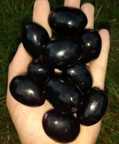 شتلات فاكهة الزام حوالي متر