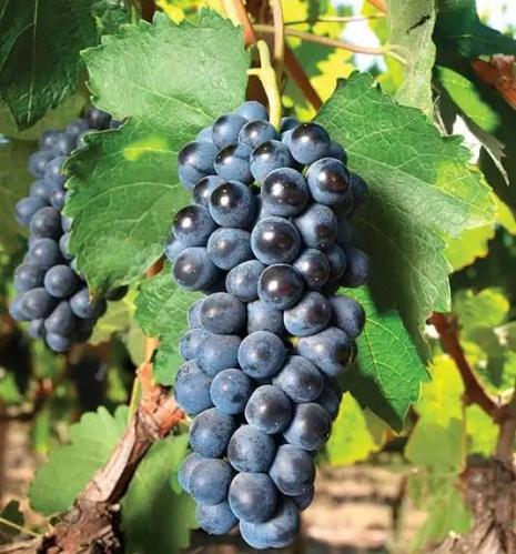 Concord grape seedlings, approximately 20-50 cm