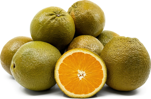 شتلات برتقال ابو صرة شوكليت نافال اورنج عمر 18 شهر...