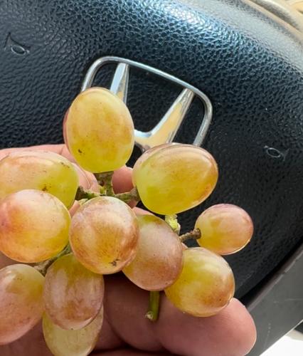 شتلات العنب الروزي حوالي 20 -50سم