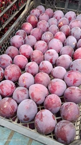 بخارى ريد بيوتي حوالي متر 80سم الى مترين صنف مميز