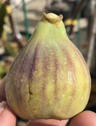 تين دي لا روكا تين الصخرة