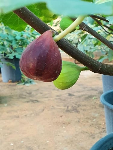 شتلات تين مشن تادرس 20_50سم