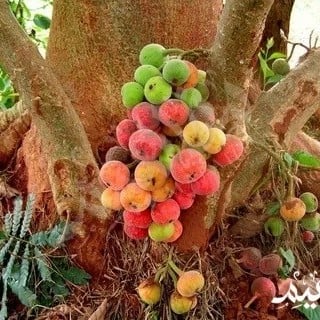 شتلات الجميز ارتفاع حوالي 40_60 سم