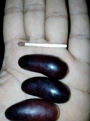 عنب ايطالي أسود بيزوو تيللو نيرو