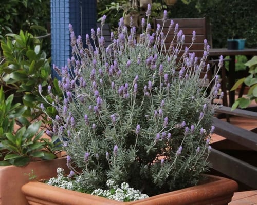 شتلات اللافندر الضرم المحلي شتلات صغيرة