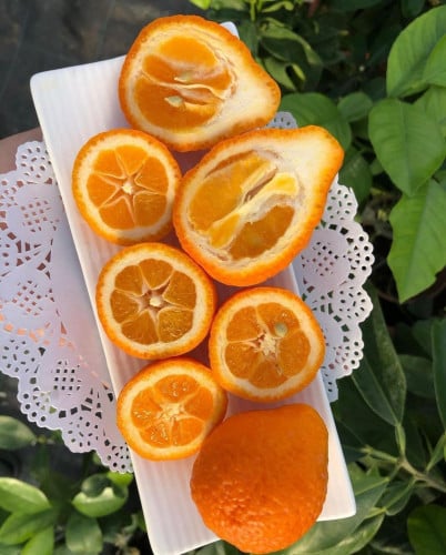 برتقال ملكي جامبو (كوكل) عمر 18 شهر