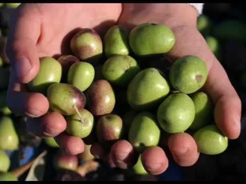 شتلات زيتون نبالي محسن ارتفاع حوالي 50 سم