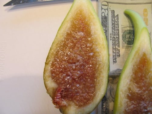 شتلات تين لونق دي آوت 20-50سم