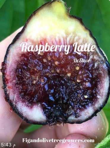 شتلات تين راسبيري لاتيه