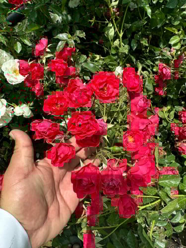 جوري بيبي روز أحمر