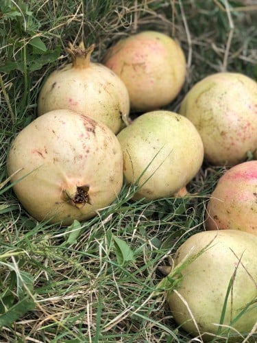 شتلات رمان الباحة مقاس الشتلة كبير