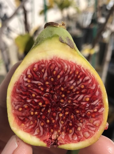 تين دي لا روكا تين الصخرة