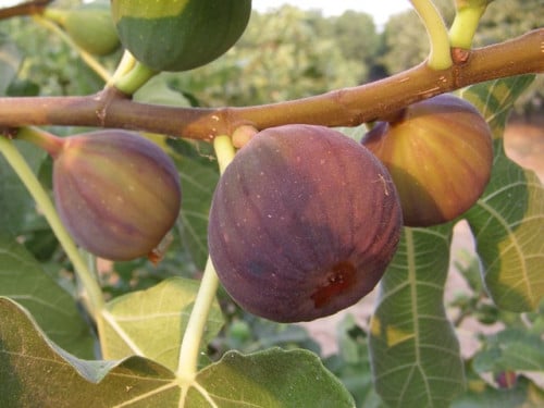 شتلات تين سانت كروز دارك