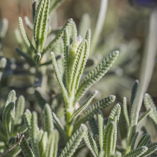 شتلات اللافندر الضرم المحلي شتلات صغيرة