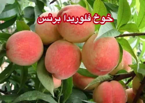 خوخ فلوريدا برنس