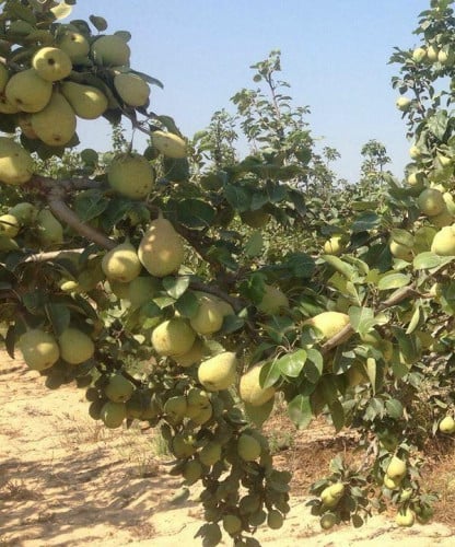 كمثرى ايرلي تو 30 _50 سم