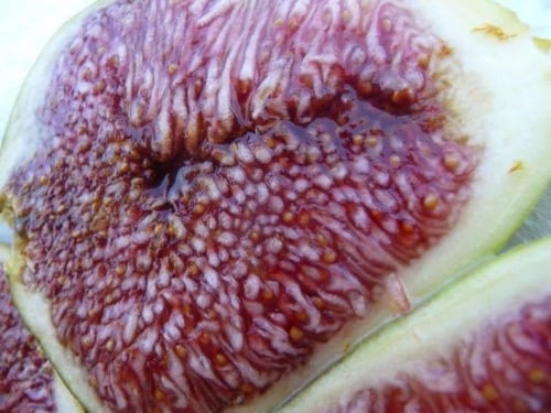 شتلات تين بيبرا برانكا20-50سم