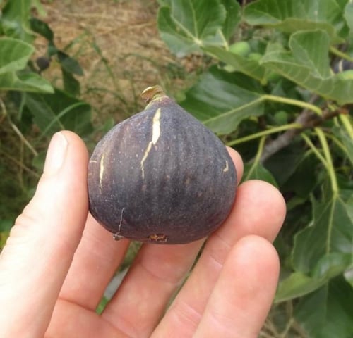 تين بلاك ماديرا