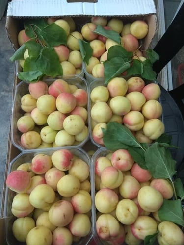 مشمش حموي متر ونصف الى مترين