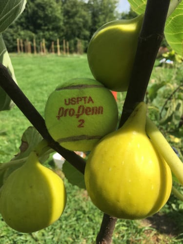 تين يلو لونق نك 20_50سم