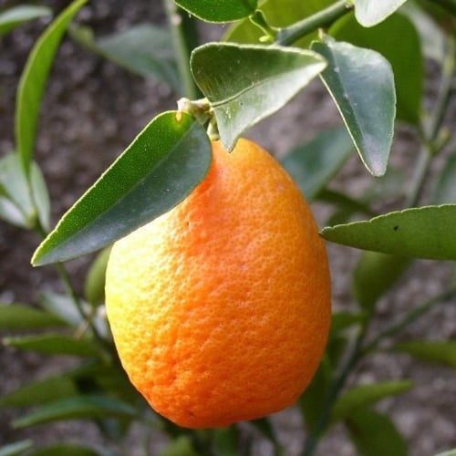 برتقال ملكي جامبو (كوكل) عمر 18 شهر