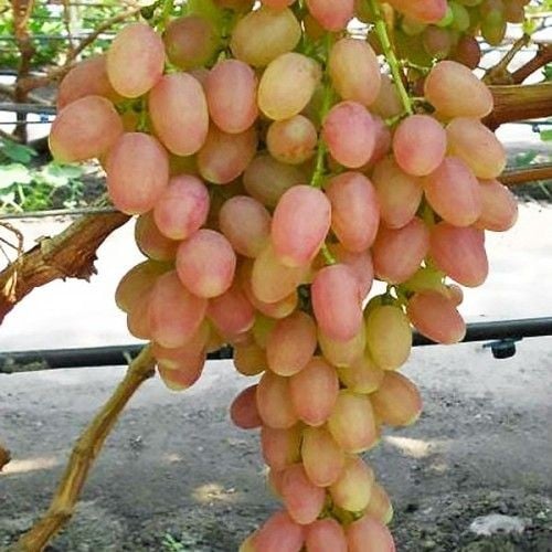 عنب الأرجنتين