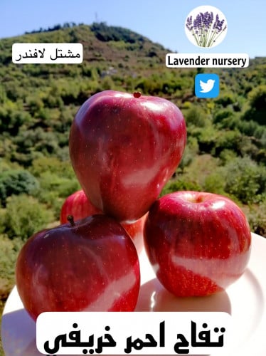 شتلات تفاح احمر خريفي متر ونصف -مترين