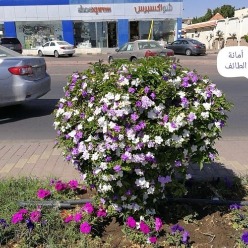 زهرة اليوم والأمس والغد حوالي 30_60سم