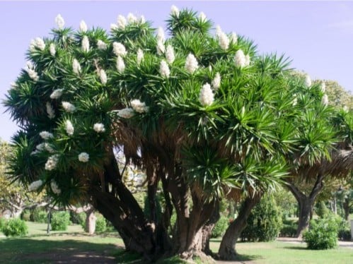 يوكا _80سم _1متر