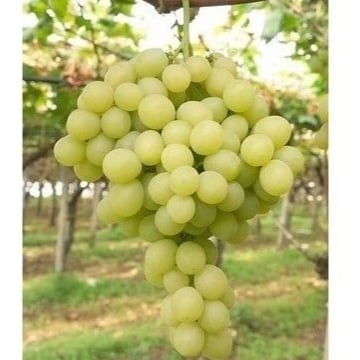 شتلات عنب سوبريور حوالي 30_60سم